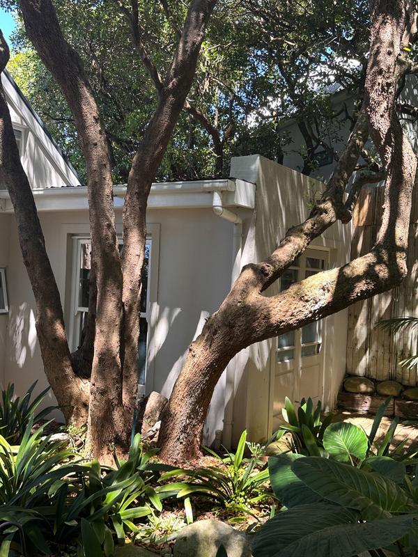 To Let 0 Bedroom Property for Rent in Chapman